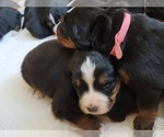 Small Photo #2 Bernese Mountain Dog Puppy For Sale in PAXTON, IL, USA