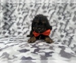 Small #7 Cavapoo (Miniature)