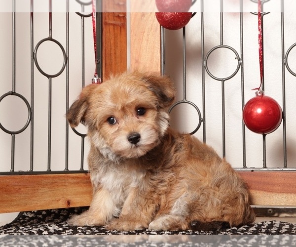 Medium Photo #2 Yo-Chon Puppy For Sale in NAPLES, FL, USA