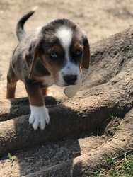 Australian Stumpy Tail Cattle Dog-Bagle Hound Mix Puppy for sale in ROSHARON, TX, USA