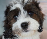 Small #1 Cavapoo