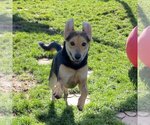 Small Photo #73 German Shepherd Dog-Unknown Mix Puppy For Sale in Kanab, UT, USA