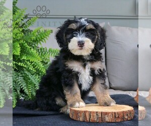 Bernedoodle (Miniature) Puppy for sale in NARVON, PA, USA