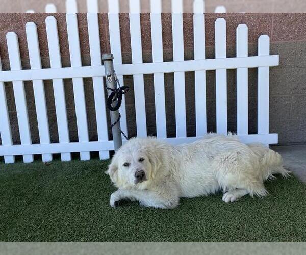 Medium Photo #1 Great Pyrenees Puppy For Sale in Modesto, CA, USA