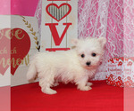 Small Photo #15 Maltese Puppy For Sale in CHANUTE, KS, USA
