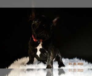 French Bulldog Puppy for sale in PEWAUKEE, WI, USA