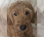 Small Goldendoodle