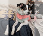 Small #1 Rat Terrier Mix