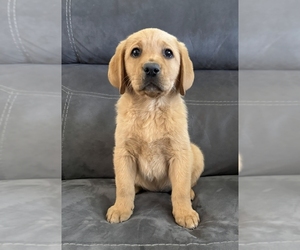 Labrador Retriever Puppy for sale in PALMDALE, CA, USA