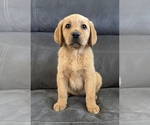 Image preview for Ad Listing. Nickname: Pink collar