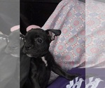 Small #5 Boston Terrier-Faux Frenchbo Bulldog Mix