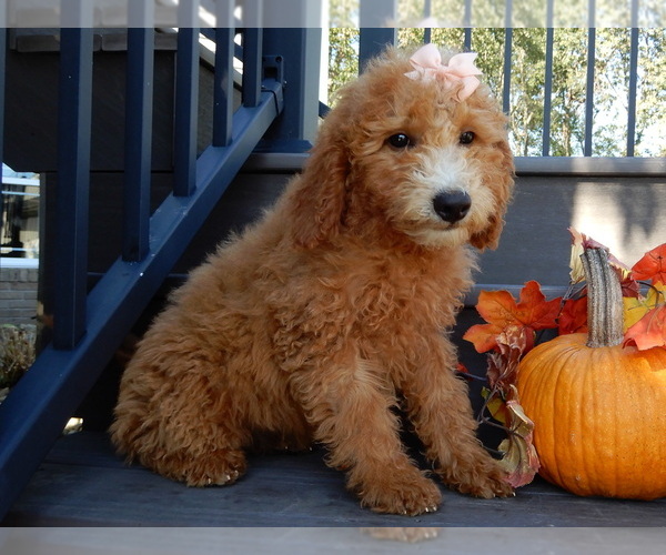 Medium Photo #2 Goldendoodle (Miniature) Puppy For Sale in MILLERSBURG, OH, USA