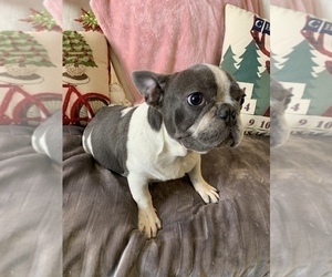 French Bulldog Puppy for sale in JOHNS ISLAND, SC, USA