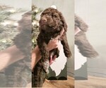 Puppy Twig Lagotto Romagnolo