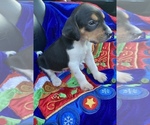 Small Photo #11 Welsh Foxhound  Puppy For Sale in AIKEN, SC, USA
