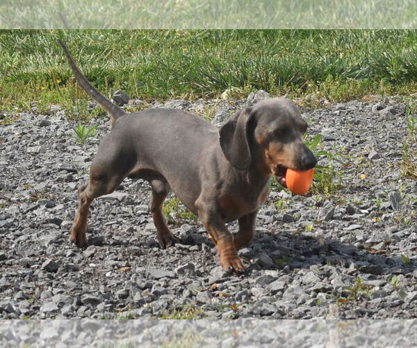 Medium Photo #7 Dachshund Puppy For Sale in Shelbyville, TN, USA