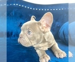 Small Photo #21 French Bulldog Puppy For Sale in DETROIT, MI, USA