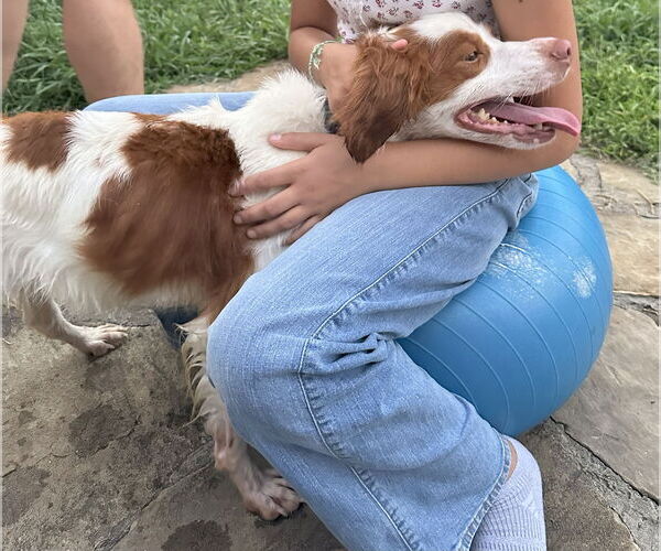 Medium Photo #10 Brittany Puppy For Sale in Curwensville, PA, USA