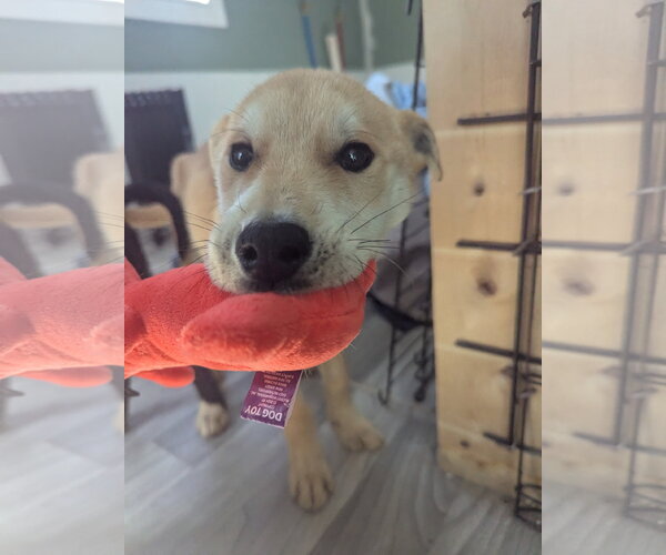 Medium Photo #2 Labrador Retriever-Shiba Inu Mix Puppy For Sale in Calhoun, GA, USA