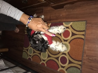 Shih Tzu Puppy for sale in LADSON, SC, USA