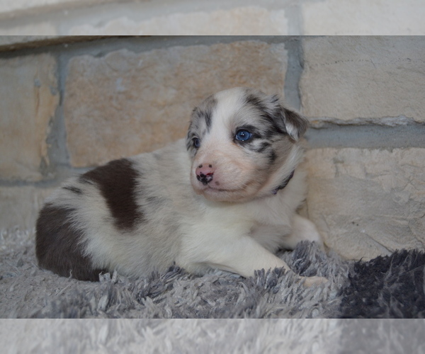 Medium Photo #4 Australian Shepherd Puppy For Sale in DIXON, MO, USA