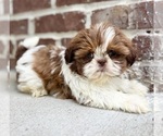 Small #3 Shih Tzu