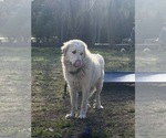 Small Photo #1 Great Pyrenees Puppy For Sale in LOXAHATCHEE, FL, USA