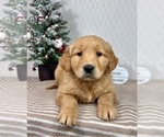 Small #4 Golden Retriever