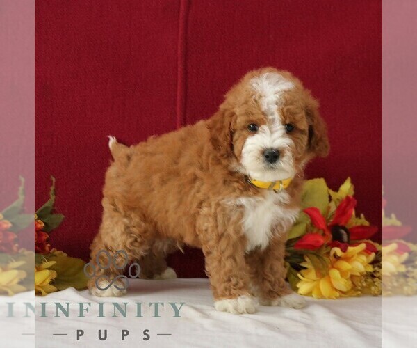 Medium Photo #5 Goldendoodle (Miniature) Puppy For Sale in GORDONVILLE, PA, USA