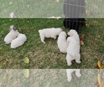 Small Photo #6 Great Pyrenees Puppy For Sale in WINGINA, VA, USA