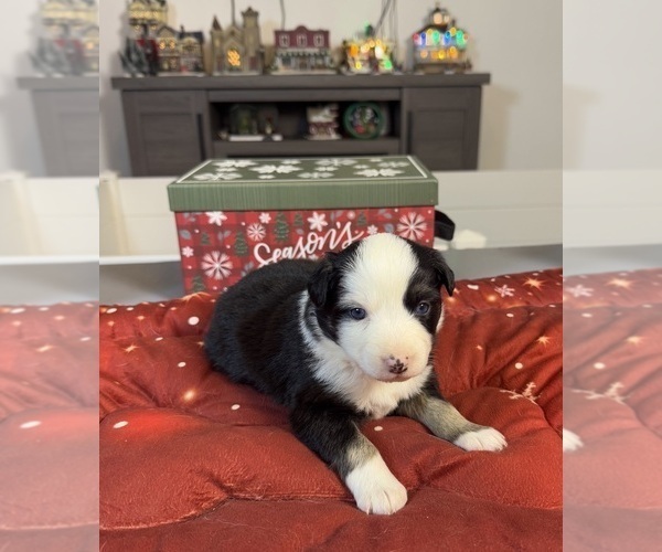 Medium Photo #66 Australian Shepherd Puppy For Sale in SALISBURY, NC, USA