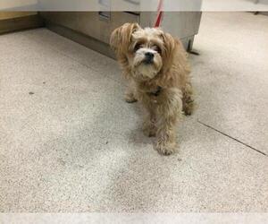 Mutt Dogs for adoption in Riverside, CA, USA