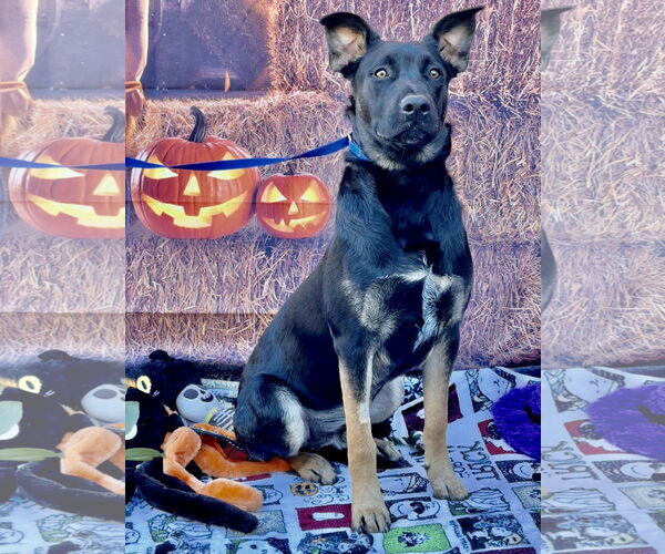 Medium Photo #1 Mutt Puppy For Sale in Lake Elsinore, CA, USA