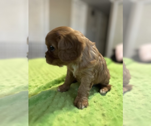 Medium Photo #11 Cavalier King Charles Spaniel Puppy For Sale in DOVER, AR, USA