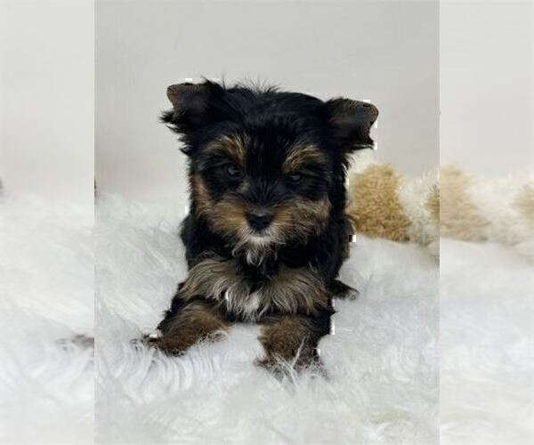 Medium Photo #17 Yorkshire Terrier Puppy For Sale in WEST PALM BEACH, FL, USA