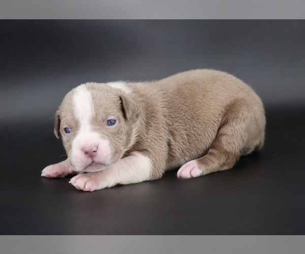 Medium Photo #1 American Bully Puppy For Sale in CHAMPAIGN, IL, USA