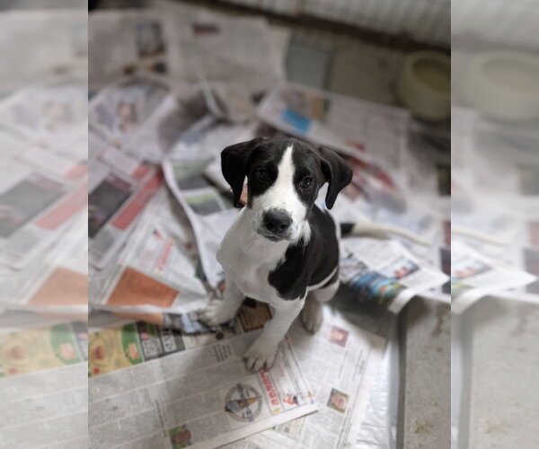 Medium Photo #1 Collie-Labrador Retriever Mix Puppy For Sale in SHERBURNE, NY, USA