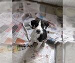 Eddie (NY-Danielle) - Male Collie-Labrador Retriever Mix Dog for Adoption - Small photo