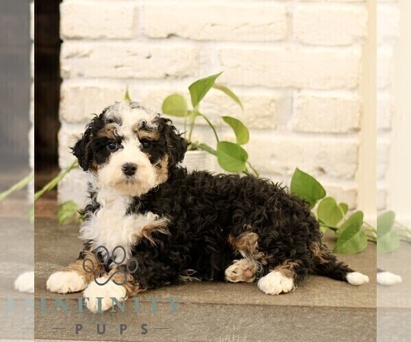 Medium Photo #5 Bernedoodle (Miniature) Puppy For Sale in NARVON, PA, USA