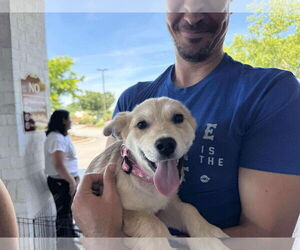 Mutt Dogs for adoption in Holly Springs, NC, USA