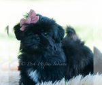 Small #1 Shih Tzu