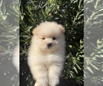 Puppy 2 Pomeranian