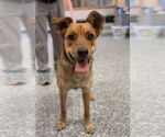 Small #1 Mutt