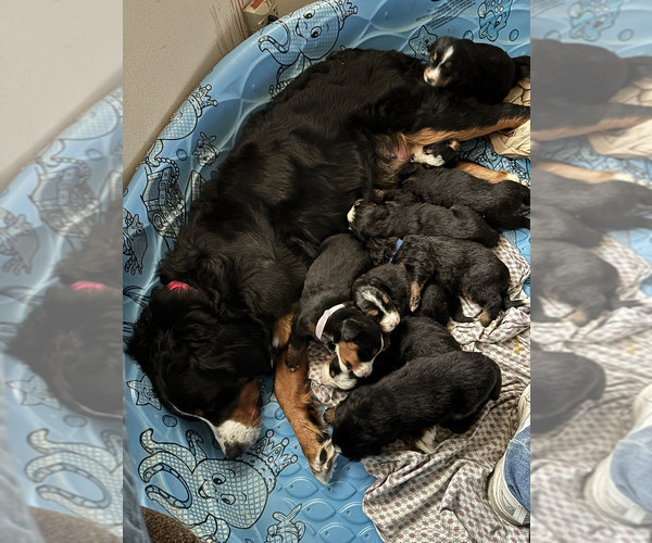 Medium Photo #2 Bernese Mountain Dog Puppy For Sale in BEAVER DAM, WI, USA