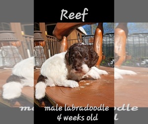 Miniature Labradoodle Puppy for sale in MILLVILLE, MN, USA