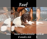 Small Miniature Labradoodle