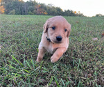 Small Photo #5 English Cream Golden Retriever Puppy For Sale in CENTERTOWN, MO, USA