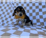 Small #1 Beagle