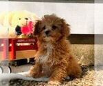 Small #1 Cavapoo