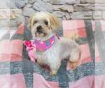 Small #3 Shih Tzu Mix